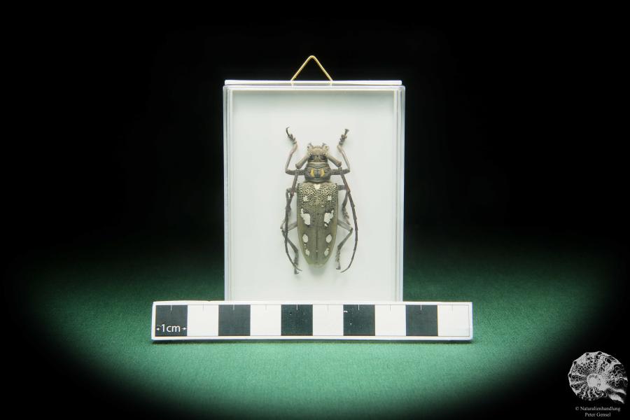 Batocera cf. laena (17392) a beetle from Indonesia | Taxidermy | Beetles