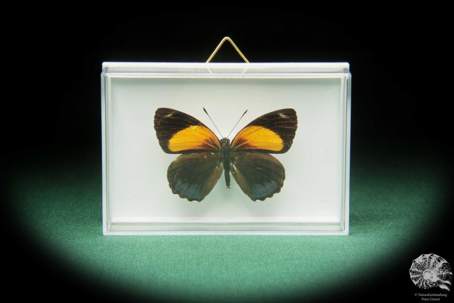 Callicore eunomia (17396) a butterfly from South America | Taxidermy | Butterflies