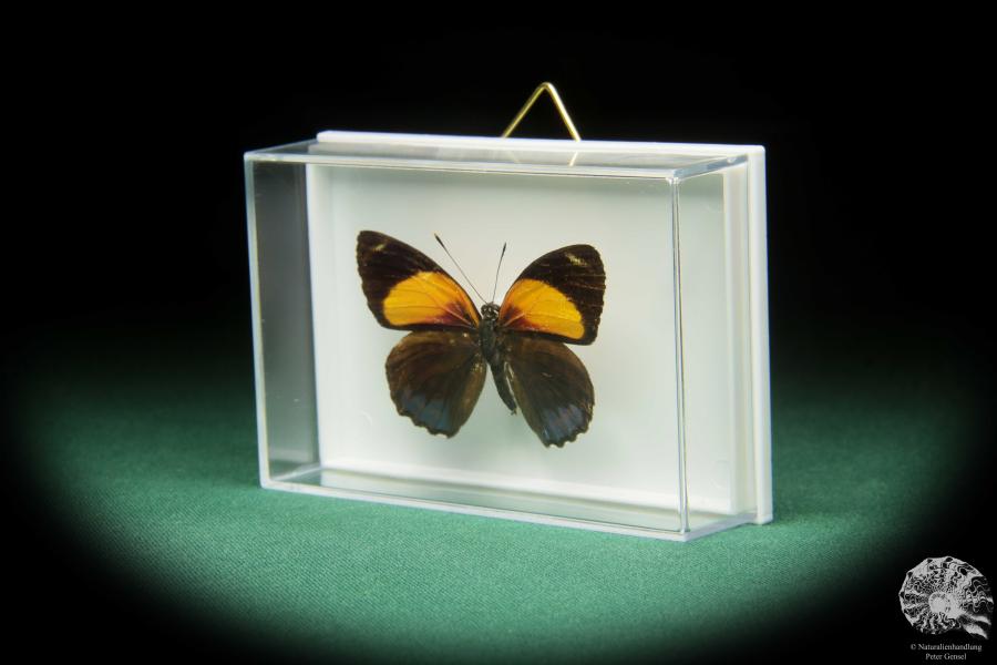 Callicore eunomia (17396) a butterfly from South America | Taxidermy | Butterflies