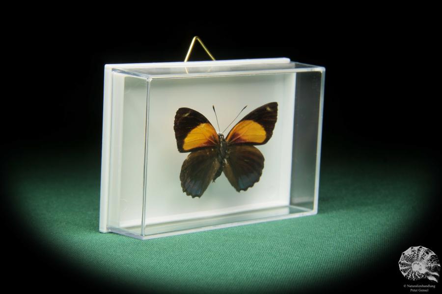 Callicore eunomia (17396) a butterfly from South America | Taxidermy | Butterflies