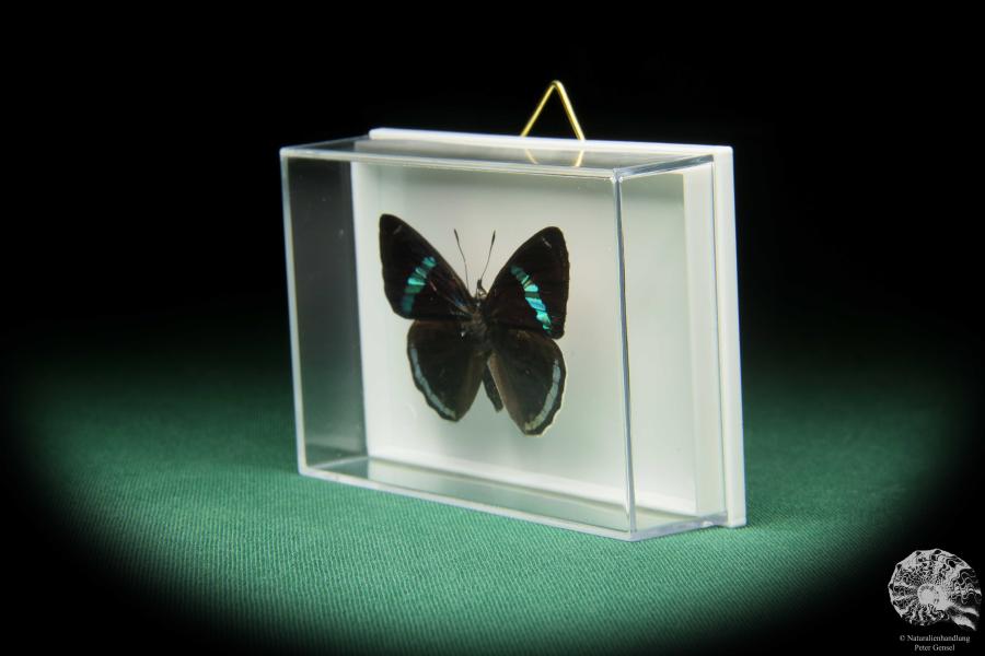 Diaethria clymena (17398) a butterfly from South America | Taxidermy | Butterflies