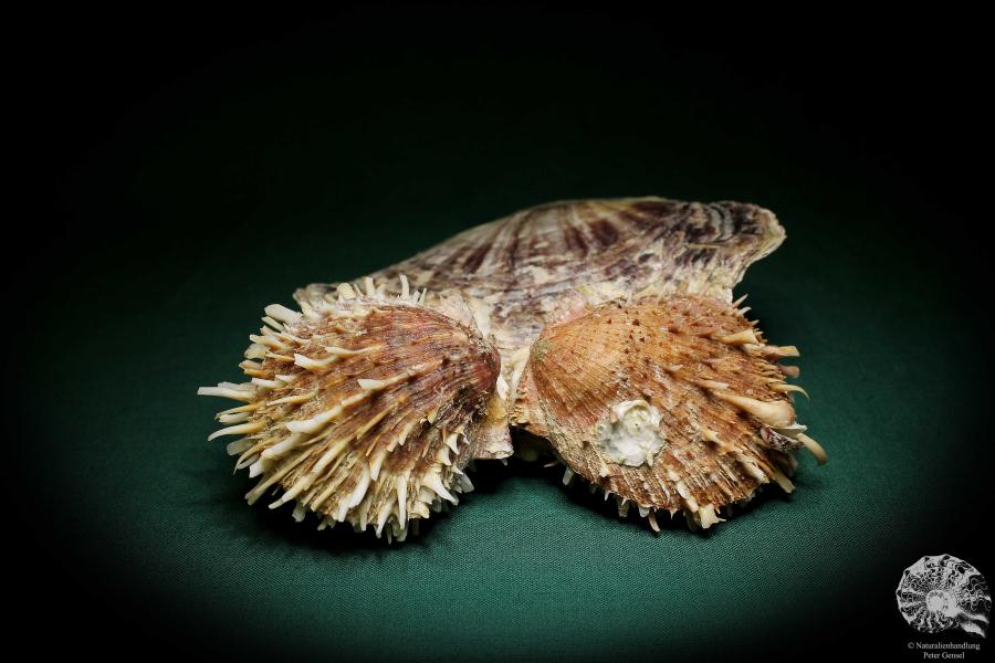 Spondylus echinatus on Placuna ephippium (1755) a shell from Philippines | Conchylia | Shells & Brachiopods