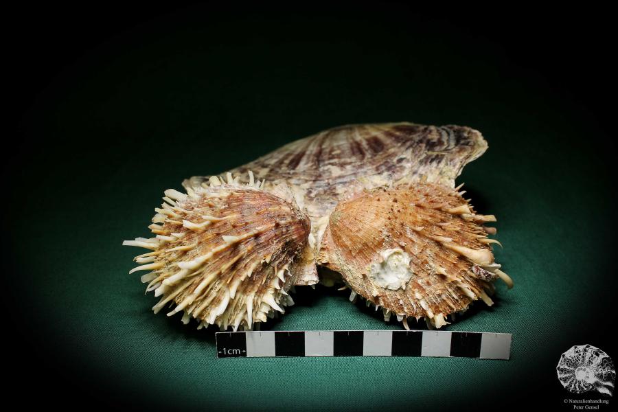 Spondylus echinatus on Placuna ephippium (1755) a shell from Philippines | Conchylia | Shells & Brachiopods