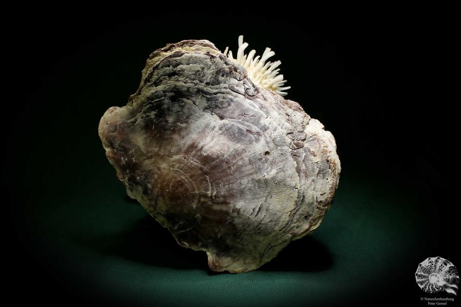 Spondylus echinatus on Placuna ephippium (1757) a shell from Philippines | Conchylia | Shells & Brachiopods