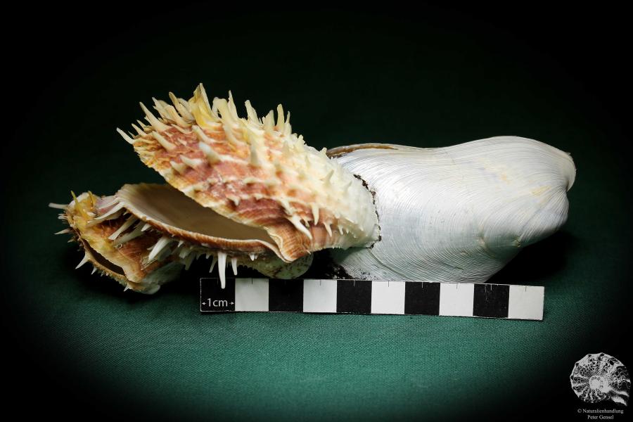 Spondylus echinatus on Modiolus philippinarum (1759) a shell from Philippines | Conchylia | Shells & Brachiopods