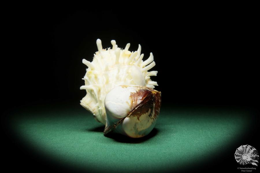 Spondylus echinatus on Modiolus philippinarum (1761) a shell from Philippines | Conchylia | Shells & Brachiopods