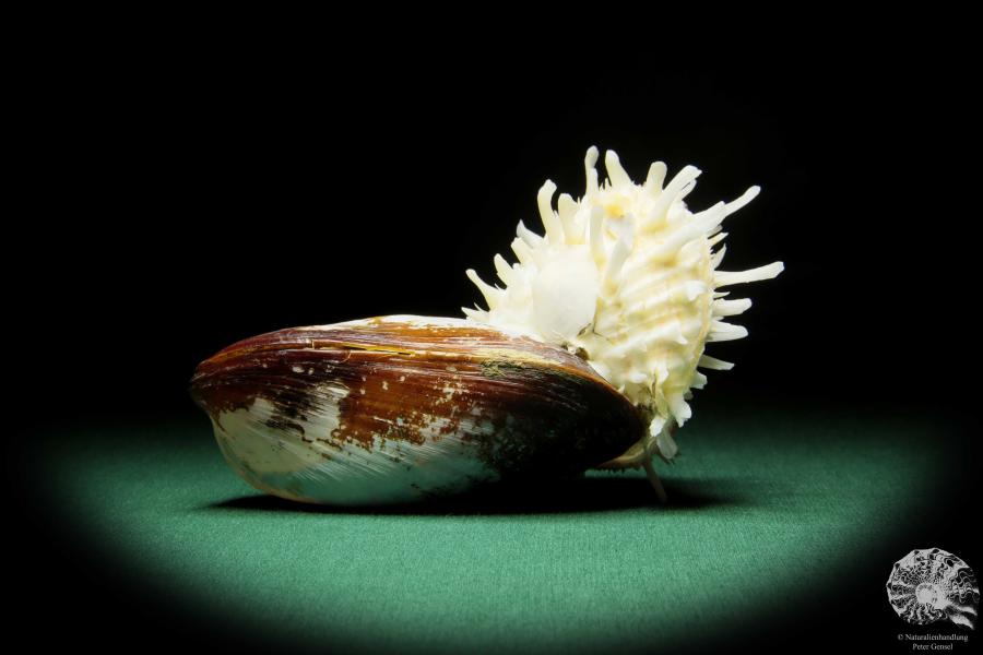 Spondylus echinatus on Modiolus philippinarum (1761) a shell from Philippines | Conchylia | Shells & Brachiopods