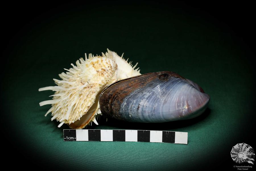 Spondylus echinatus auf Modiolus philippinarum (1764) eine Muschel aus Philippinen | Conchylien | Muscheln & Brachiopoden