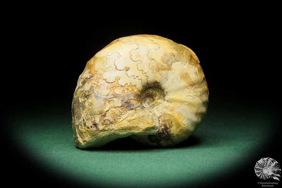 cf. Thomasites gongilensis (17680) a cephalopod from Africa | Fossils | Cephalopods