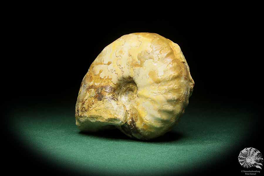 cf. Thomasites gongilensis (17680) a cephalopod from Africa | Fossils | Cephalopods