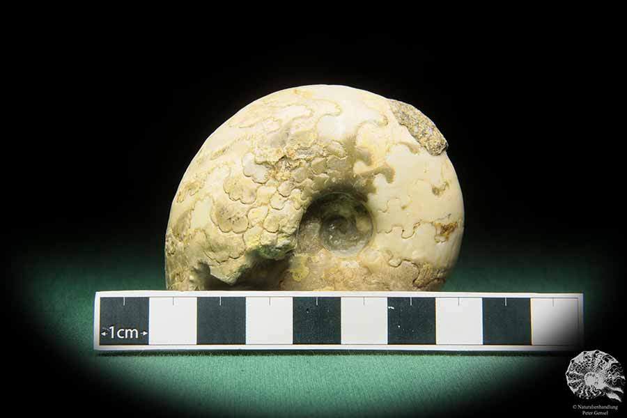 Vascoceras cf. tectiforme (17685) a cephalopod from Africa | Fossils | Cephalopods