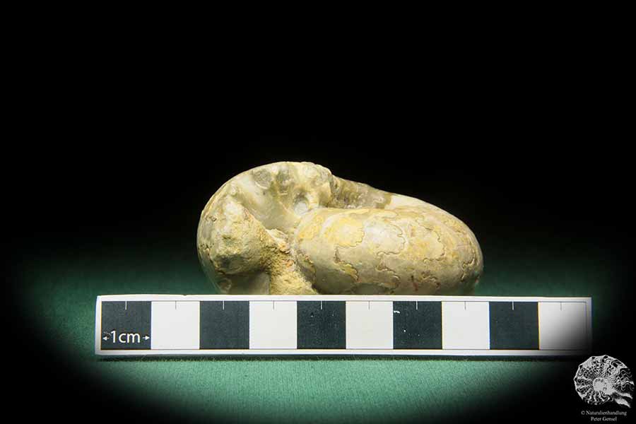 Vascoceras cf. tectiforme (17685) a cephalopod from Africa | Fossils | Cephalopods