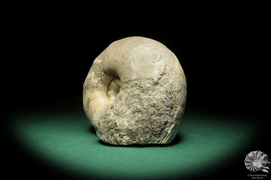 Vascoceras cf. tectiforme (17688) a cephalopod from Africa | Fossils | Cephalopods