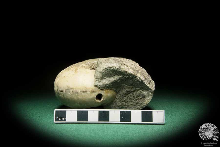 Vascoceras cf. tectiforme (17688) a cephalopod from Africa | Fossils | Cephalopods