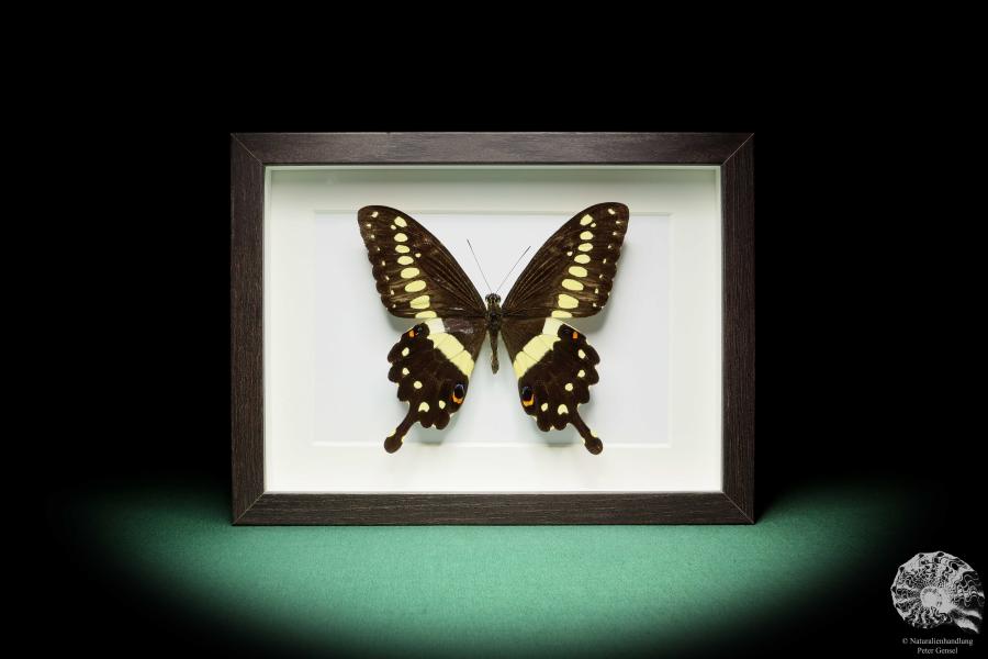 Papilio lormieri (17774) a butterfly from Africa | Taxidermy | Butterflies