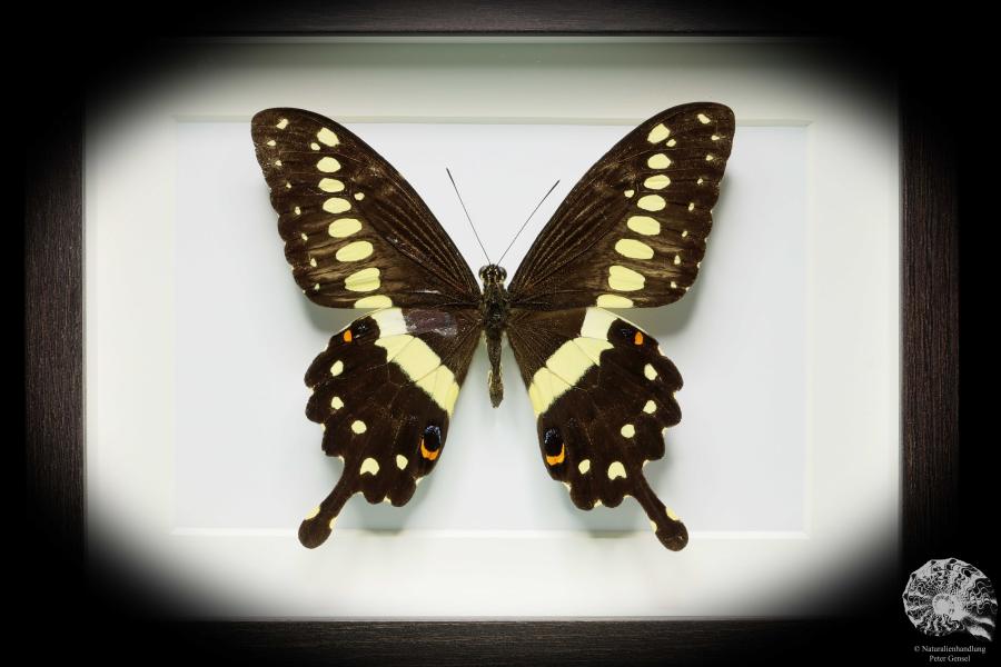 Papilio lormieri (17774) a butterfly from Africa | Taxidermy | Butterflies