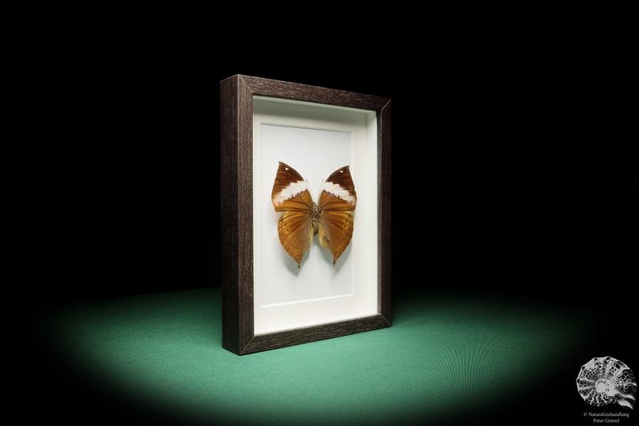 Kallima paralekta (17777) a butterfly from Southeast Asia | Taxidermy | Butterflies