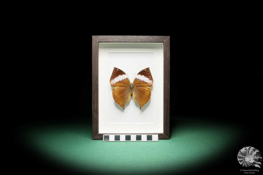 Kallima paralekta (17777) a butterfly from Southeast Asia | Taxidermy | Butterflies