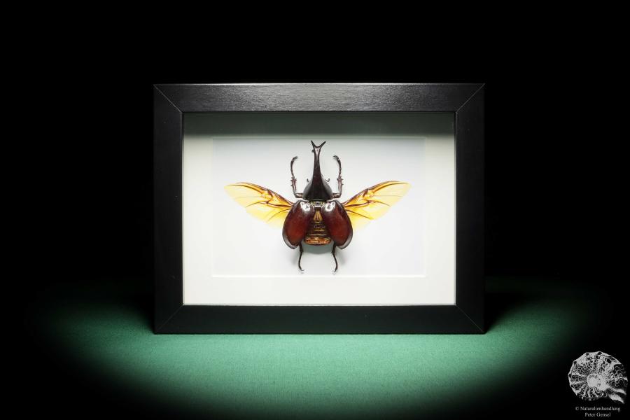 Xylotrupes gideon (17794) a beetle from Indonesia | Taxidermy | Beetles