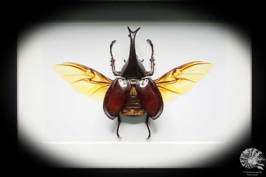 Xylotrupes gideon (17794) a beetle from Indonesia | Taxidermy | Beetles