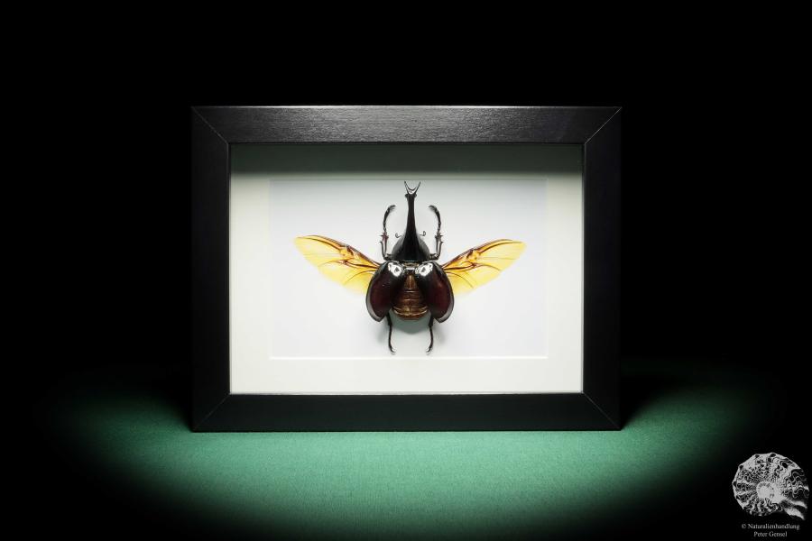 Xylotrupes gideon (17796) a beetle from Indonesia | Taxidermy | Beetles