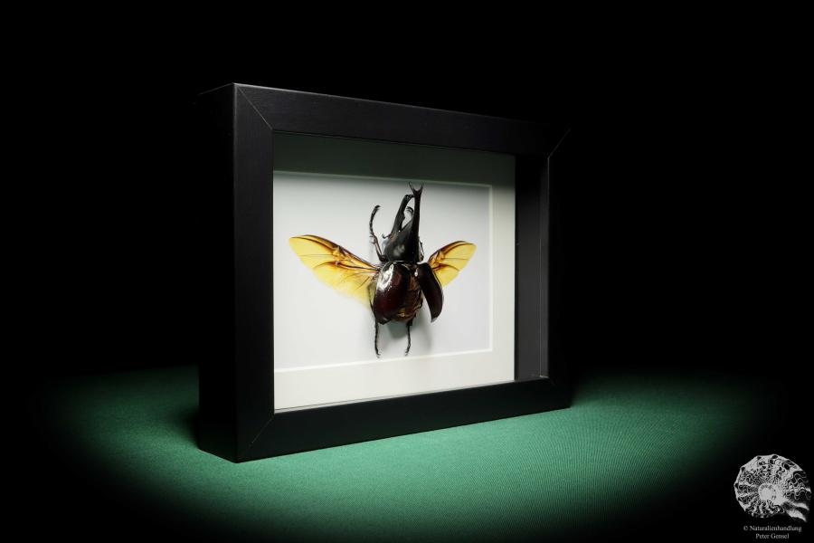 Xylotrupes gideon (17796) a beetle from Indonesia | Taxidermy | Beetles