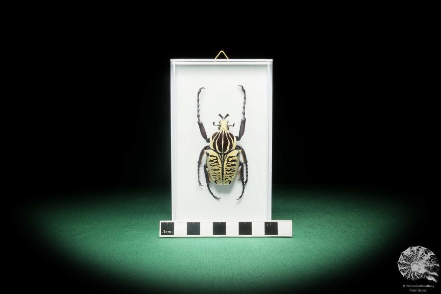 Goliathus albosignatus kirkianus (18180) a beetle from Tanzania | Taxidermy | Beetles