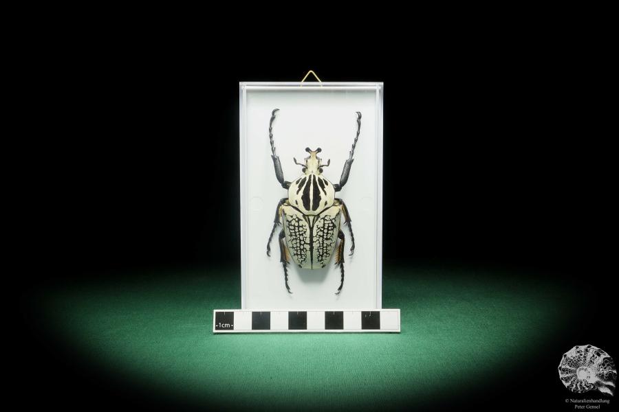 Goliathus goliatus meleagris (18181) a beetle from Africa | Taxidermy | Beetles