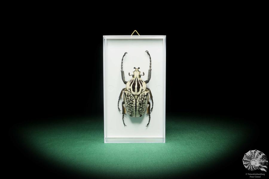 Goliathus goliatus meleagris (18182) a beetle from Africa | Taxidermy | Beetles