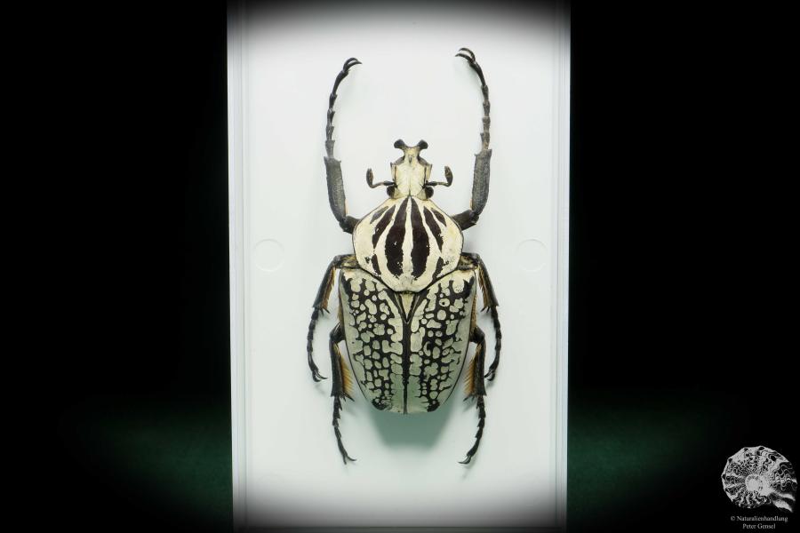 Goliathus goliatus meleagris (18182) a beetle from Africa | Taxidermy | Beetles