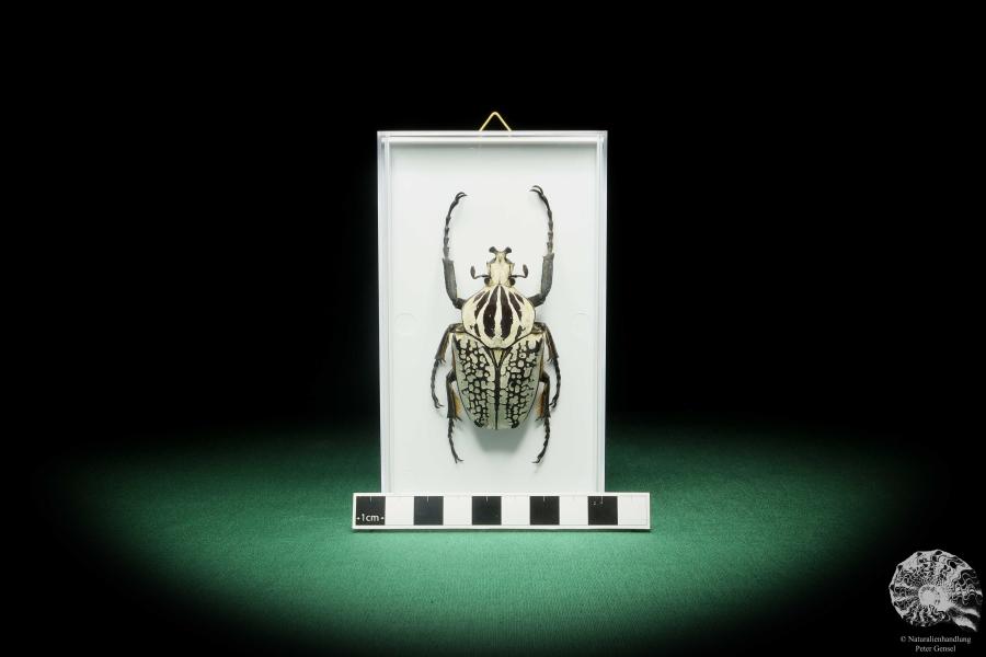 Goliathus goliatus meleagris (18182) a beetle from Africa | Taxidermy | Beetles