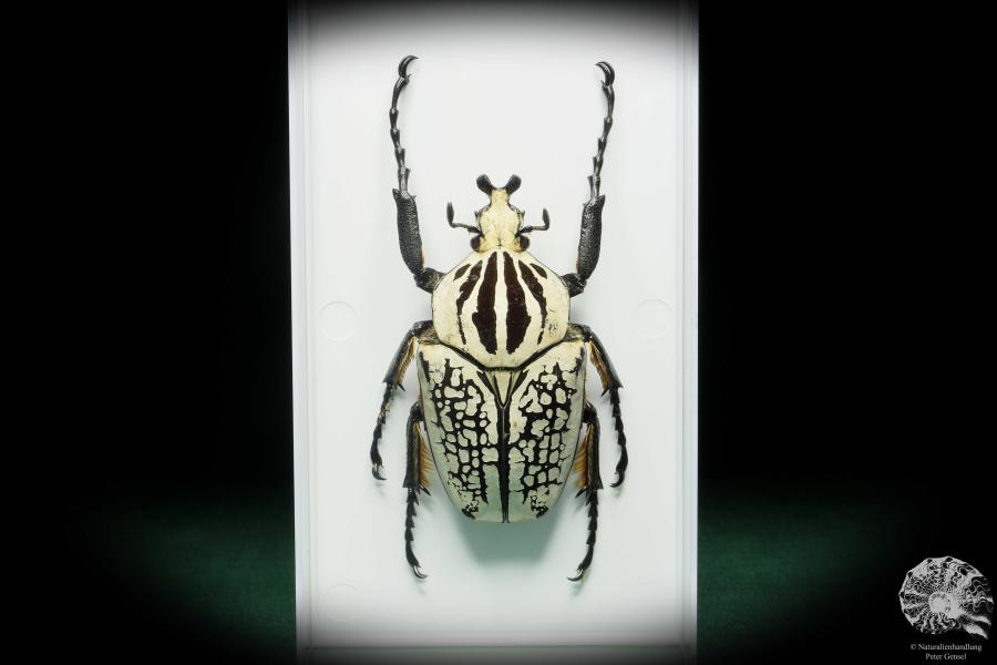 Goliathus goliatus meleagris (18183) a beetle from Africa | Taxidermy | Beetles