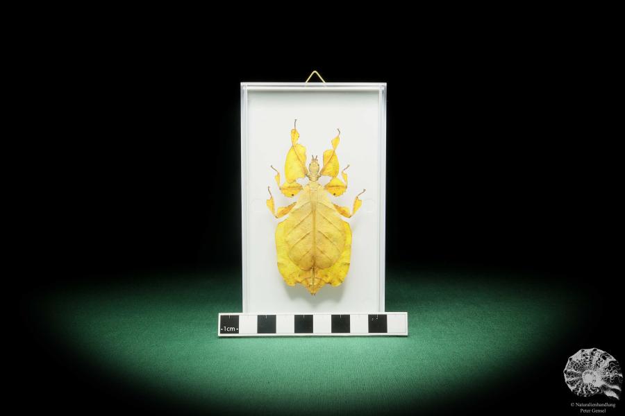 Pulchriphyllium agathyrsus (18187) a insect from Indonesia | Taxidermy | Other Insects