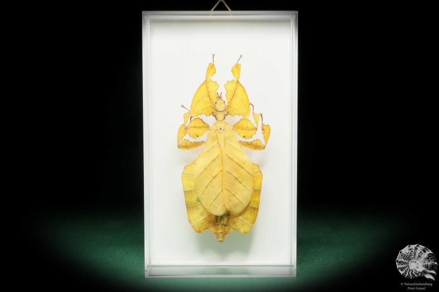 Pulchriphyllium agathyrsus (18190) a insect from Indonesia | Taxidermy | Other Insects