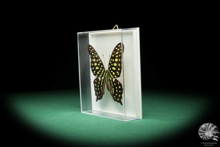 Graphium agamemnon (18191) ein Schmetterling aus Südasien | Präparate | Schmetterlinge