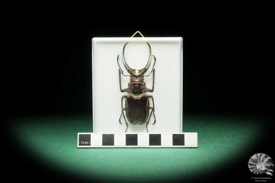 Sphaenognathus feisthamelii (18198) ein Käfer aus Südamerika | Präparate | Käfer