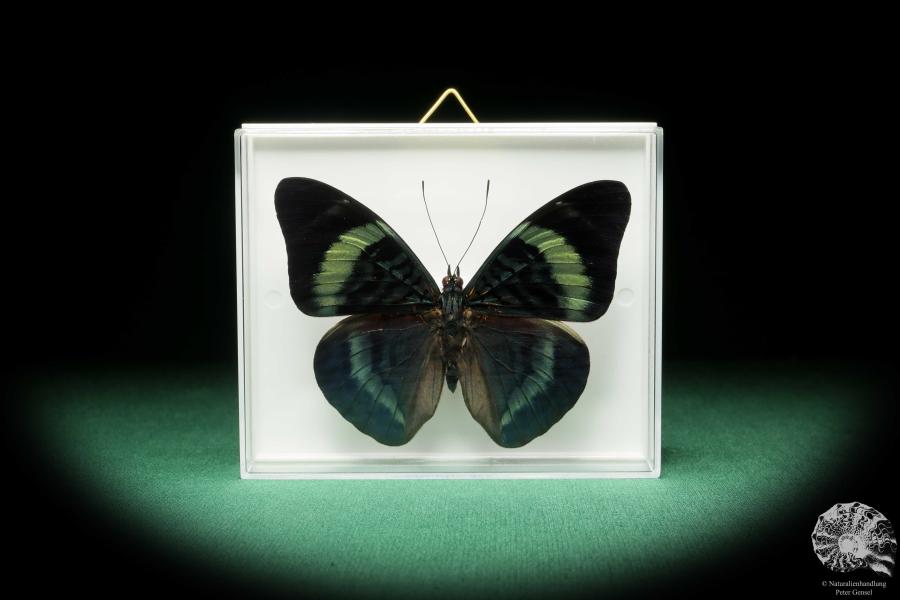 Panacea procilla (18215) a butterfly from South America | Taxidermy | Butterflies