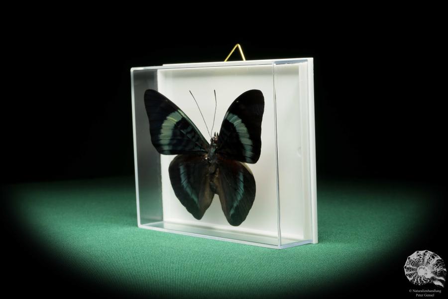 Panacea procilla (18215) a butterfly from South America | Taxidermy | Butterflies