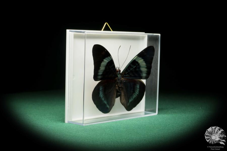 Panacea procilla (18215) a butterfly from South America | Taxidermy | Butterflies