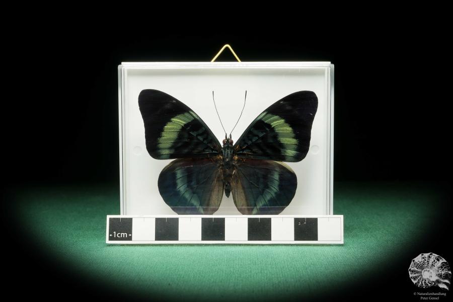 Panacea procilla (18215) ein Schmetterling aus Südamerika | Präparate | Schmetterlinge