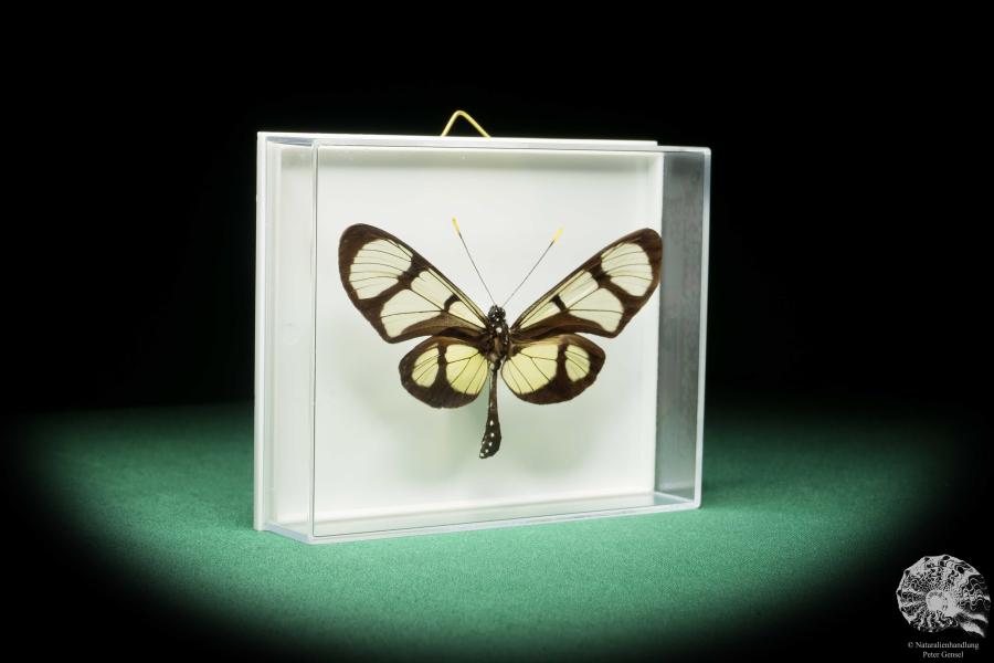 Thyridia psidii (18219) a butterfly from South America | Taxidermy | Butterflies