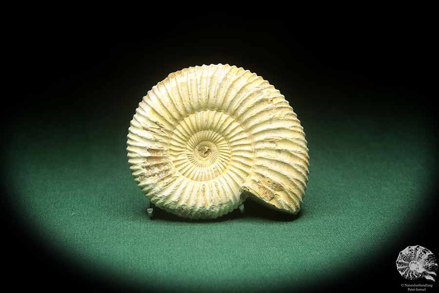 Perisphinctes spec. (18260) ein Kopffüßer aus Madagaskar | Fossilien | Kopffüßer