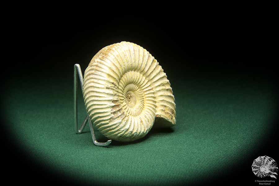 Perisphinctes spec. (18260) ein Kopffüßer aus Madagaskar | Fossilien | Kopffüßer