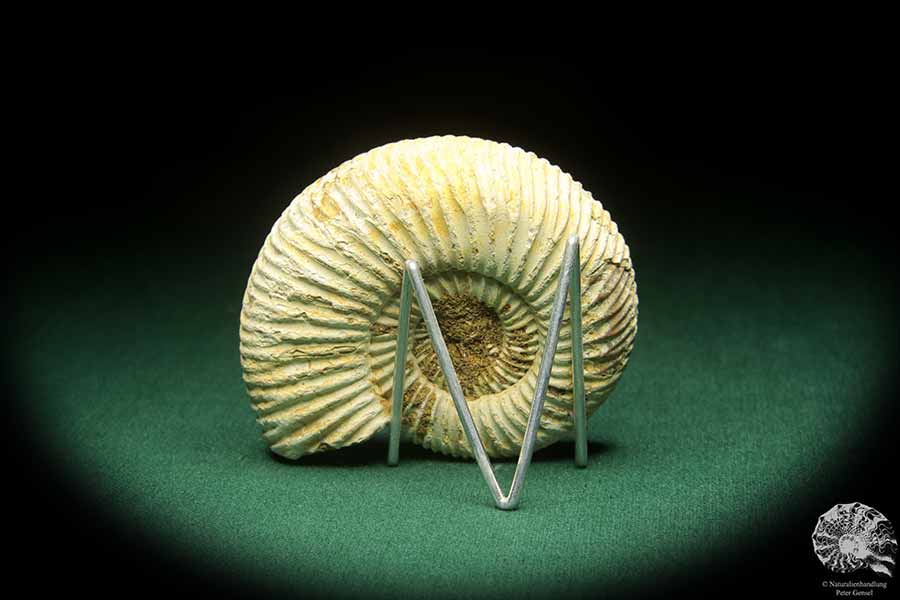 Perisphinctes spec. (18261) ein Kopffüßer aus Madagaskar | Fossilien | Kopffüßer