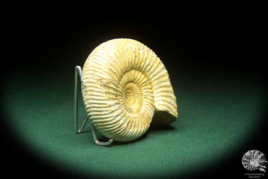 Perisphinctes spec. (18261) ein Kopffüßer aus Madagaskar | Fossilien | Kopffüßer