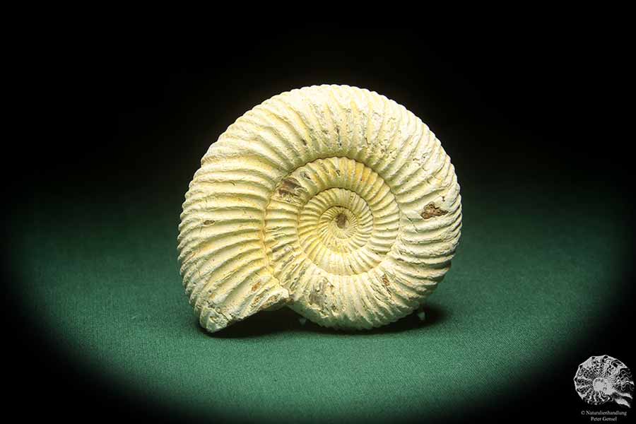 Perisphinctes spec. (18263) ein Kopffüßer aus Madagaskar | Fossilien | Kopffüßer