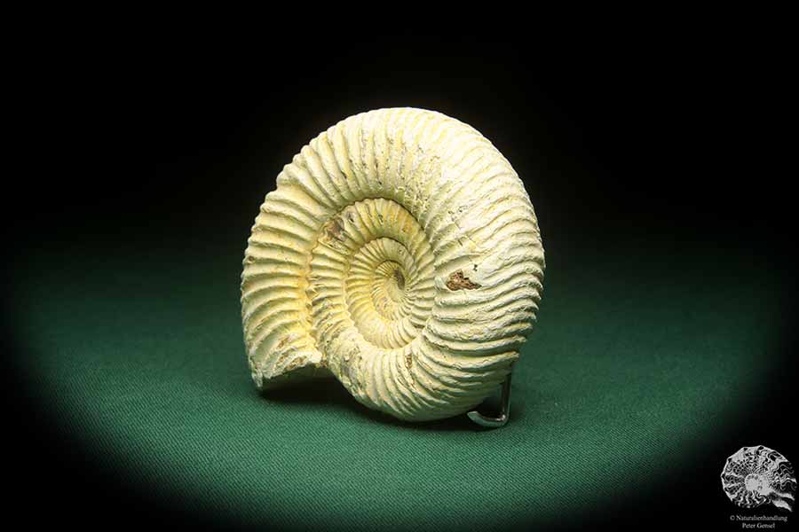 Perisphinctes spec. (18263) a cephalopod from Madagascar | Fossils | Cephalopods