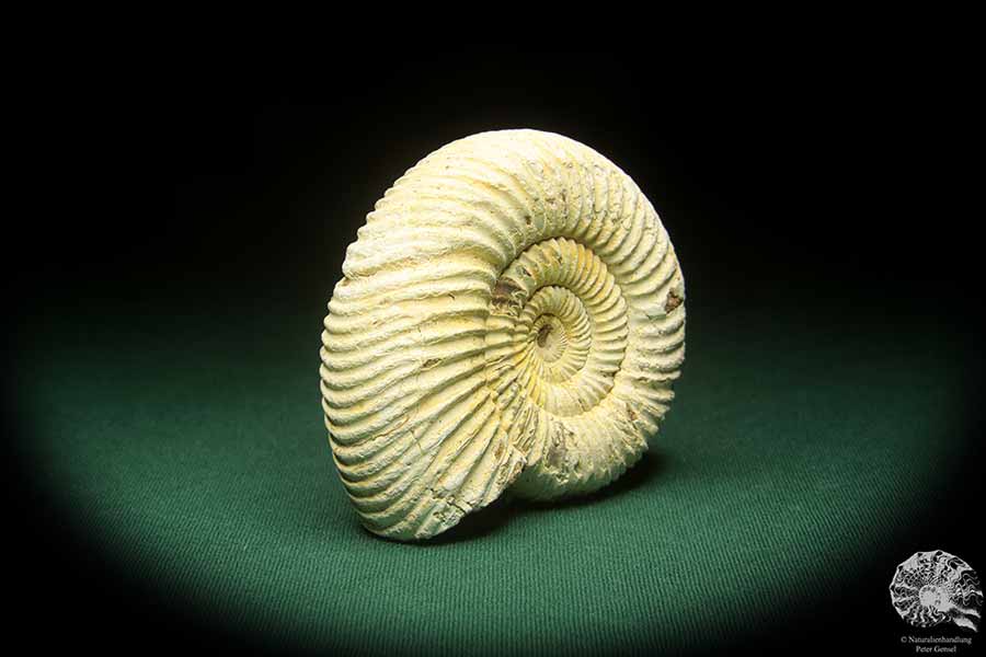 Perisphinctes spec. (18263) ein Kopffüßer aus Madagaskar | Fossilien | Kopffüßer