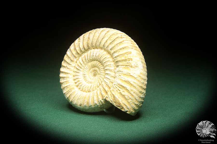 Perisphinctes spec. (18266) a cephalopod from Madagascar | Fossils | Cephalopods