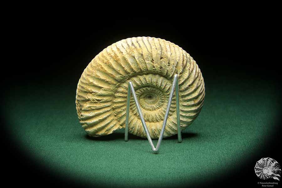 Perisphinctes spec. (18266) ein Kopffüßer aus Madagaskar | Fossilien | Kopffüßer